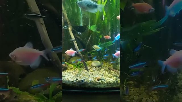 Черный Неон,как бы и не он,а всё-таки Неон? смотреть онлайн