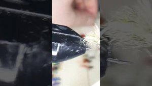 Мушка Леший. Фонсека болотина.