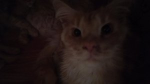 Секретное лежбище котиков)))