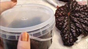 КАК РАЗМНОЖАТЬ  ? Декоративнолиственные  БЕГОНИИ ? ФГАГМЕНТОМ ЛИСТА