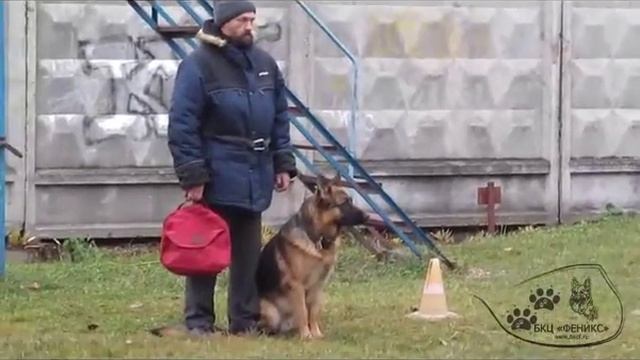 10.11.2018 г. АПС - 1 Гошков Василий / Дрессировка собак