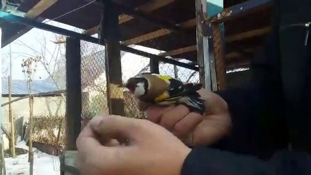КАК РАЗЛИЧИТЬ ЩЕГЛОВ  (ЧЕРНОГОЛОВОГО ОТ СЕДОГОЛОВОГО )