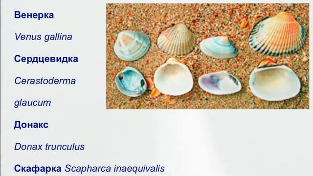 Деликатесный моллюск Венерка смотреть онлайн