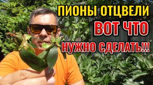 Вы всё делаете неправильно! 😯 Уход за пионами после цветения 🌸Перестаньте убивать свои пионы!