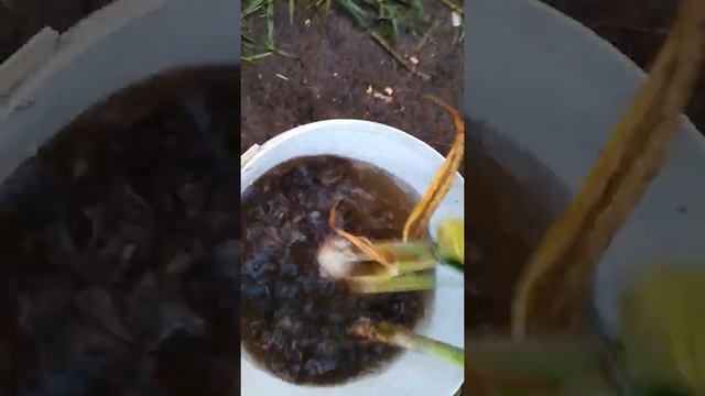 Копаем озимый чеснок Медвежий коготь (видео 3) смотреть онлайн