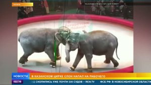Слон напал на рабочего в цирке в Казани