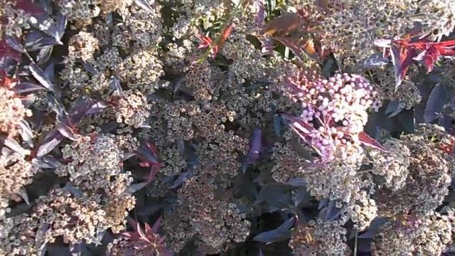 Очи́ток, или Се́дум. Он же скрипун, заячья трава (капуста), грыжная и лихорадочная трава. смотреть онлайн