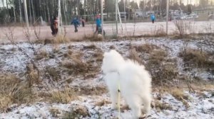 The samoyed Loki wants to play with kids- Локи хочет играть с детьми