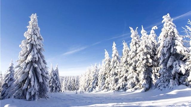 Красота зимнего леса