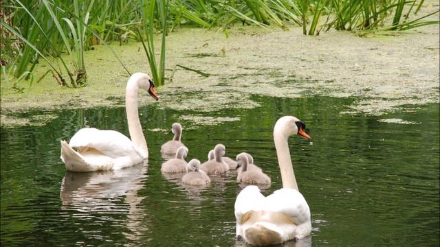 Saxy Lewis plays The Love of Tired Swans смотреть онлайн