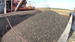 УБОРКА ОБЕЩАЕТ БЫТЬ ВЕСЕЛОЙ. НАЧИНАЕМ УБОРКУ ПОДСОЛНУХА!  И СРАЗУ ДИСКУЕМ ПОЛЕ ПОСЛЕ КОМБАЙНА.