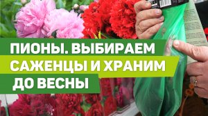 РАННЯЯ ПОКУПКА САЖЕНЦЕВ ПИОНОВ. Рекомендации по выбору и хранению до посадки