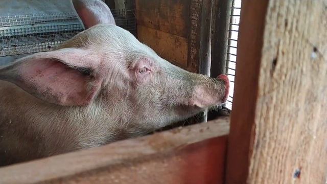 утепляю сарай для кур и свиней дёшево своими руками! деревенская жизнь Тани на Алтае смотреть онлайн