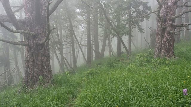 Туманный лес. Оленья кровососка! Воздушные пейзажи. Учёт туров и серн 2018. Часть 5. смотреть онлайн