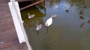 Кормление лебедей за завтраками в отеле "Элиза Заркау". Лесной, Куршская коса, Калининградская обл.