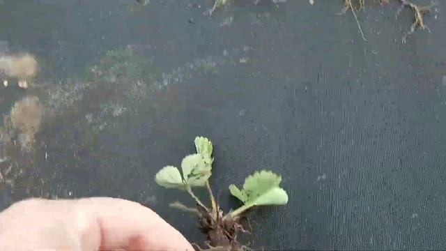 Моя клубника от А до Я. 16июня. смотреть онлайн