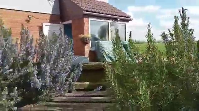 Цветёт розмарин. смотреть онлайн