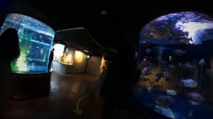 Достопримечательности Кореи|| coex aquarium||ЮЖНАЯ КОРЕЯ 2021