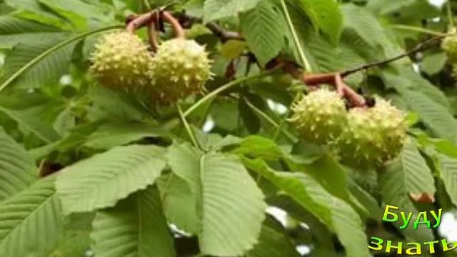 Каштан съедобный и каштан Конский -они не родственники