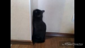 Кошка стоит в углу