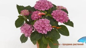 Гортензия крупнолистовая Мэджикал Эволюшн ? обзор: как сажать, саженцы гортензии Мэджикал Эволюшн