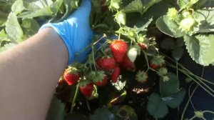 Сорт нейтрального светового дня клубника ВИВАРА, г. Омск Ферма "Омская Ягода"