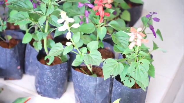 Plant Nursery Visit || 🌿Courier available || Best low price plant nursery || Amazing Plant nursery смотреть онлайн