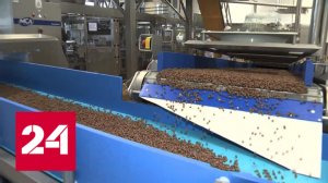 Производство кормов для животных увеличат в восемь раз - Россия 24