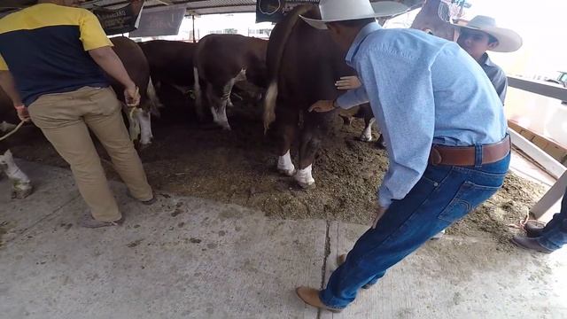 Un día en TEPATITLÁN de MORELOS I Las fiestas de TEPA en los ALTOS DE JALISCO ???? смотреть онлайн