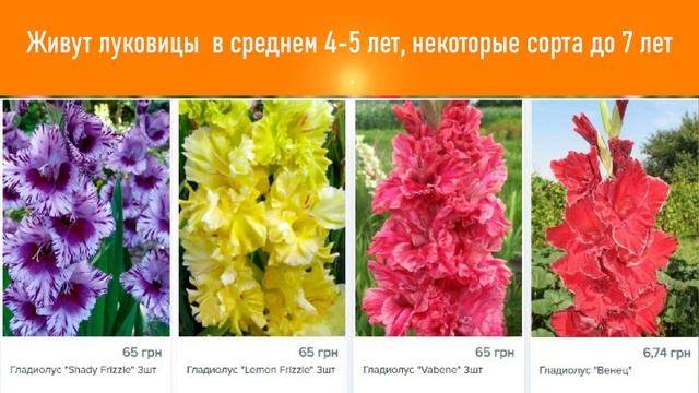 Когда Сажать Гладиолусы В Открытый Грунт