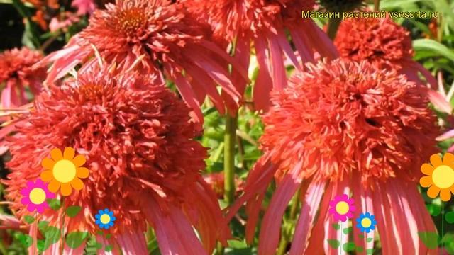 Эхинацея пурпурная Гуава Айс. Краткий обзор, описание характеристик echinacea purpurea Guava Ice смотреть онлайн