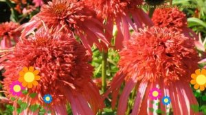 Эхинацея пурпурная Гуава Айс. Краткий обзор, описание характеристик echinacea purpurea Guava Ice