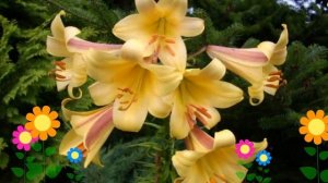 Лилия (Golden Splendour). Краткий обзор: Лилия описание характеристик, где купить луковицы
