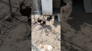Петушки уезжают в другое хозяйство!! Чищу приусадебный участок, дела не заканчиваются!!