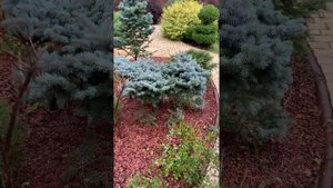 Глаука глобоза корнесобственная и привитая.. Отличия !