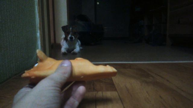 Собака vs скотч смотреть онлайн