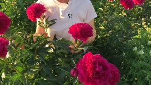 Kansas peony. Канзас пион. Пулков сад.