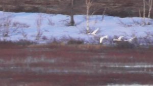 ЯНАО Весенняя охота 2019 год