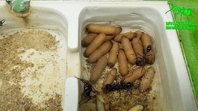 Развитие муравьев вида Myrmecia pyriformis (Мирмеция) с одной матки и до заселения в огромную ферму смотреть онлайн