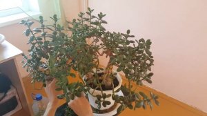 Стрижка денежного дерева