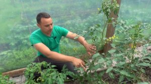 КАК УВЕЛИЧИТЬ УРОЖАЙ ПОМИДОР / ТОМАТЫ ЦВЕТУТ А ЗАВЯЗИ НЕТ ЧТО ДЕЛАТЬ ?