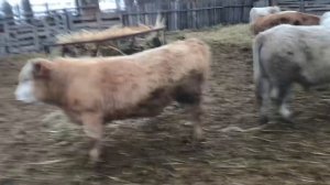 Беспривязный Откорм 5-й месяц