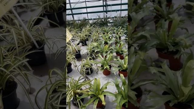 Магазин Ваш сад: мандариновое дерево, хищники, розовые кусты смотреть онлайн