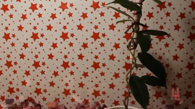 фикусы которые я формирую в разных стилях смотреть онлайн