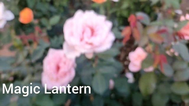 About Rose🌹🌹🌹🌹🌹
