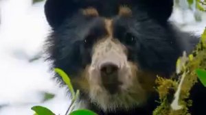 Очковый медведь Tremarctos ornatus - единственный представитель семейства медвежьих, живущи