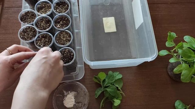 Черенкование петунии - это просто.