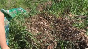 Как укрыть инжир на зиму