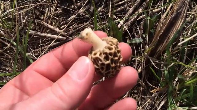 ízletes kucsmagomba - first morchella esculenta 2016 смотреть онлайн