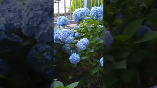 Nikko Blue Hydrangea